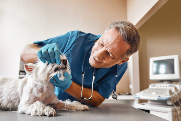 Best Broken or Chipped Tooth Repair in Deadwood, SD